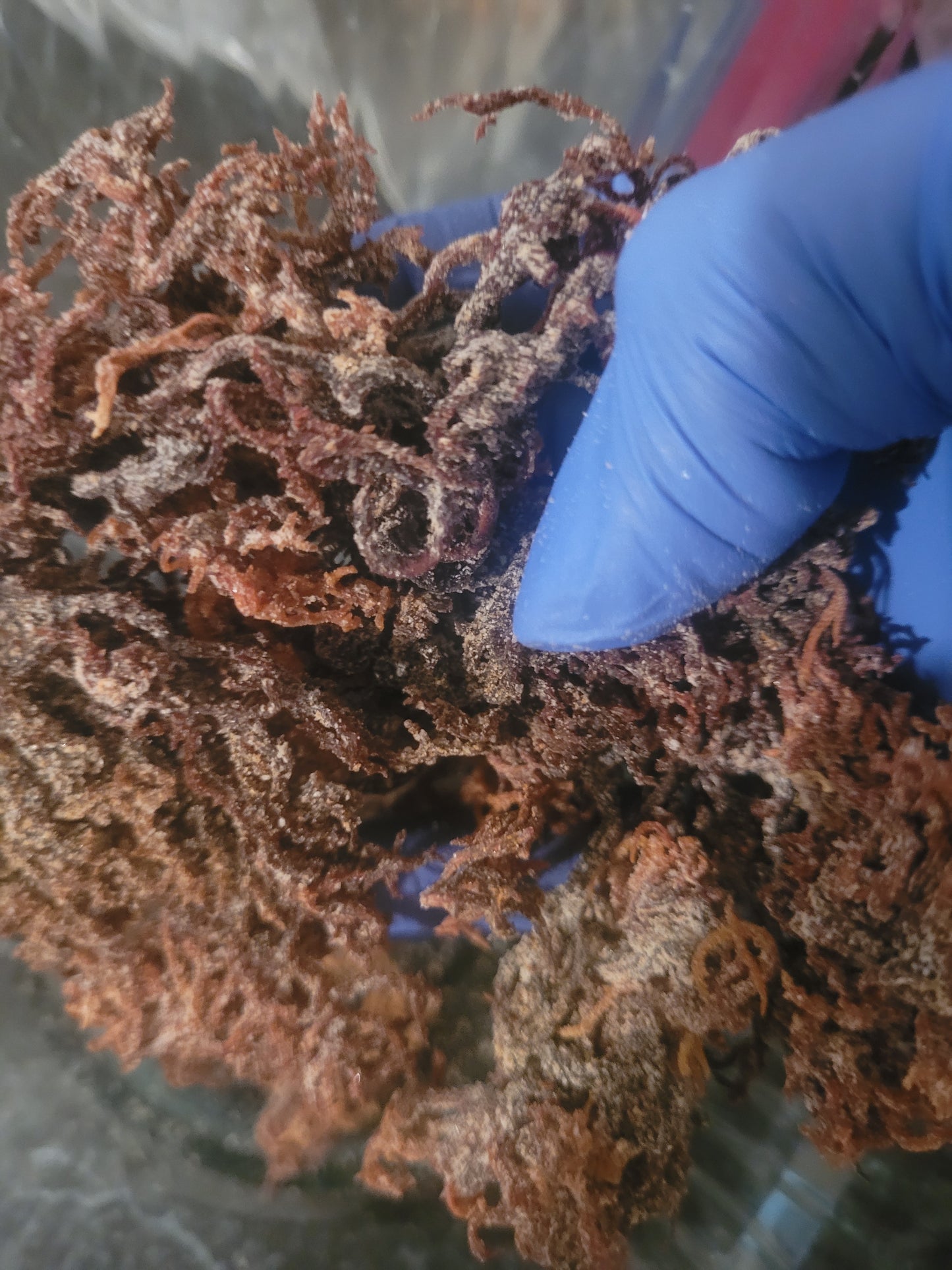 Sea Moss Gel