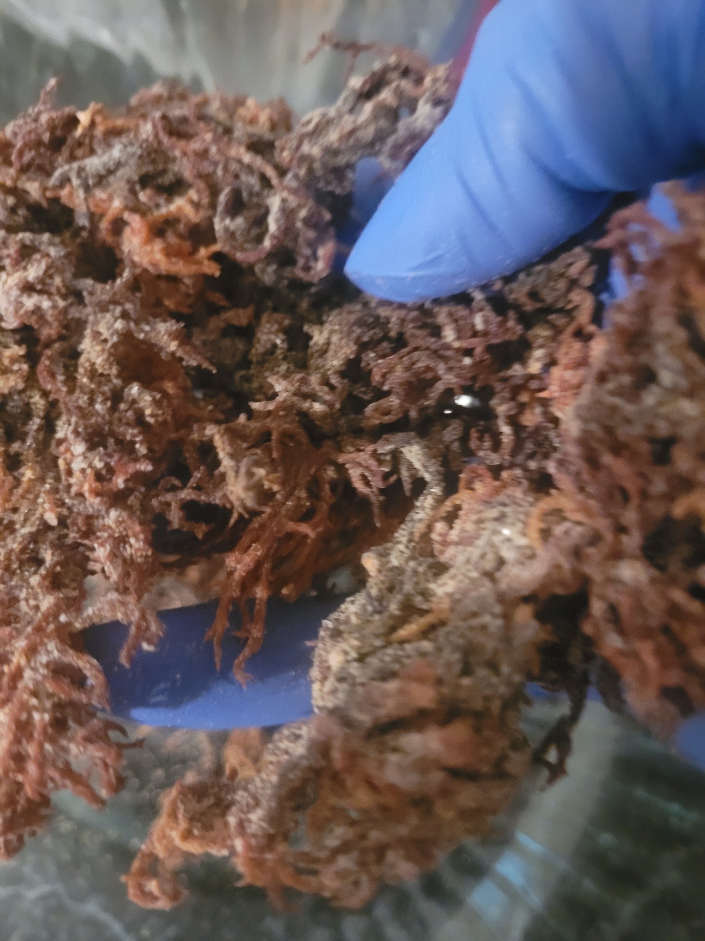 Sea Moss Gel
