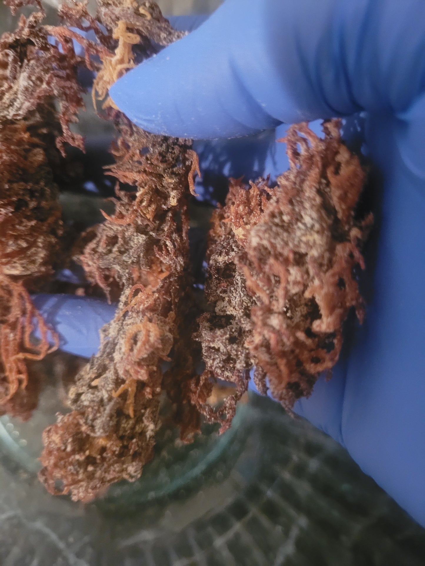 Sea Moss Gel