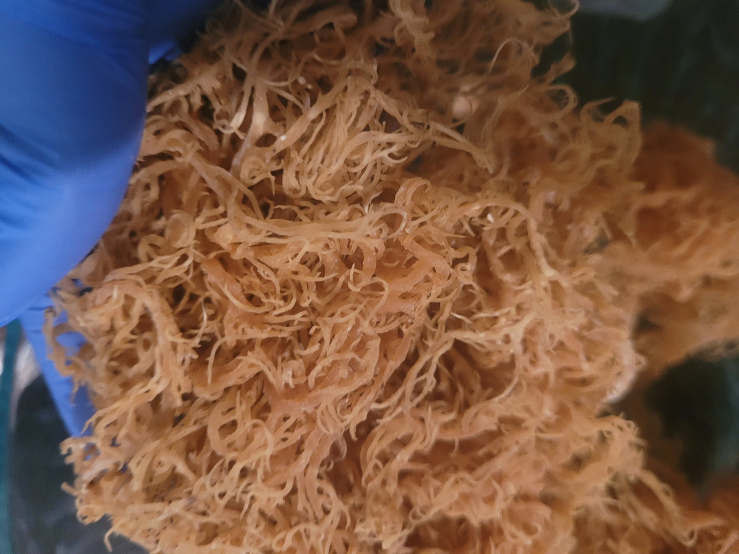 Sea Moss Gel