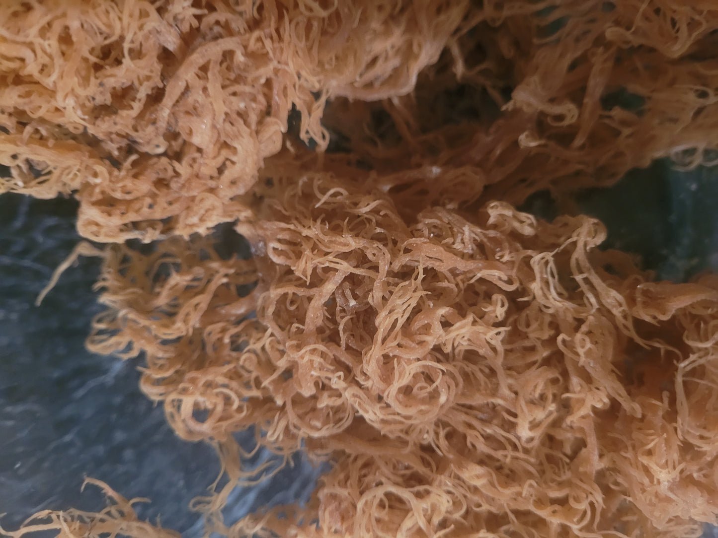 Sea Moss Gel